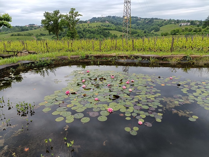 Gravner pond